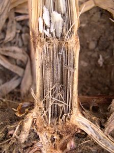 uploads/images/disease/Charcoal rot of maize.jpg